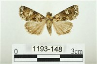 白斑散紋夜蛾藏品圖，第1張