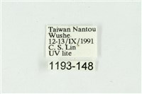 白斑散紋夜蛾藏品圖，第3張