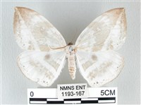 圓翅大鉤蛾藏品圖，第1張