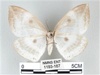 圓翅大鉤蛾藏品圖，第2張