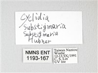 圓翅大鉤蛾藏品圖，第3張