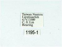 黃肩奇蛾藏品圖，第3張