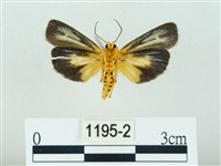 黃肩奇蛾藏品圖，第2張