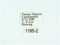 黃肩奇蛾藏品圖，第3張