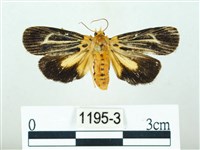 黃肩奇蛾藏品圖，第1張