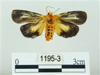 黃肩奇蛾藏品圖，第2張