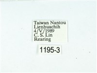 黃肩奇蛾藏品圖，第3張