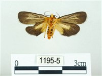 黃肩奇蛾藏品圖，第2張