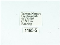 黃肩奇蛾藏品圖，第3張