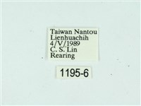 黃肩奇蛾藏品圖，第3張