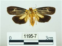 黃肩奇蛾藏品圖，第1張