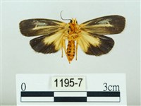 黃肩奇蛾藏品圖，第2張