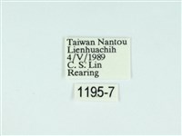 黃肩奇蛾藏品圖，第3張