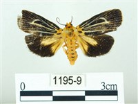 黃肩奇蛾藏品圖，第1張