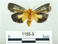 黃肩奇蛾藏品圖，第2張