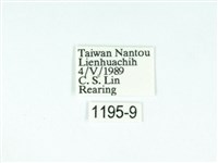 黃肩奇蛾藏品圖，第3張