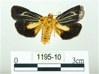 黃肩奇蛾藏品圖，第1張