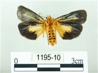 黃肩奇蛾藏品圖，第2張