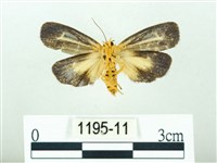 黃肩奇蛾藏品圖，第2張