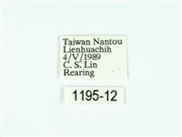 黃肩奇蛾藏品圖，第3張