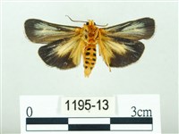 黃肩奇蛾藏品圖，第2張