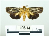 黃肩奇蛾藏品圖，第1張