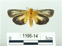 黃肩奇蛾藏品圖，第2張