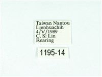 黃肩奇蛾藏品圖，第3張