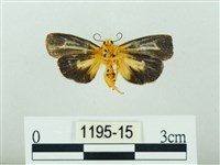 黃肩奇蛾藏品圖，第2張