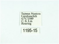 黃肩奇蛾藏品圖，第3張