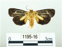 黃肩奇蛾藏品圖，第1張