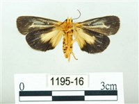 黃肩奇蛾藏品圖，第2張