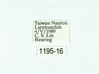 黃肩奇蛾藏品圖，第3張