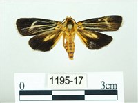 黃肩奇蛾藏品圖，第1張