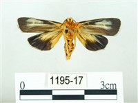 黃肩奇蛾藏品圖，第2張