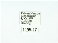 黃肩奇蛾藏品圖，第3張