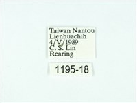 黃肩奇蛾藏品圖，第3張