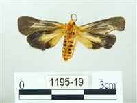 黃肩奇蛾藏品圖，第2張