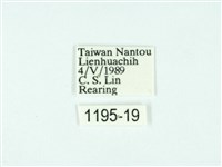 黃肩奇蛾藏品圖，第3張