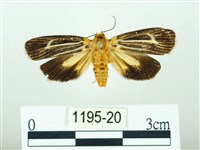 黃肩奇蛾藏品圖，第1張