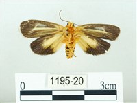 黃肩奇蛾藏品圖，第2張