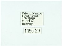 黃肩奇蛾藏品圖，第3張