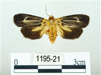 黃肩奇蛾藏品圖，第1張