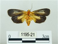 黃肩奇蛾藏品圖，第2張