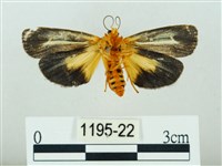 黃肩奇蛾藏品圖，第2張