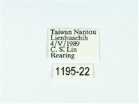 黃肩奇蛾藏品圖，第3張