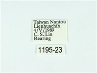 黃肩奇蛾藏品圖，第3張