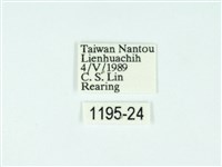 黃肩奇蛾藏品圖，第3張