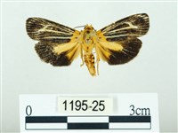 黃肩奇蛾藏品圖，第1張