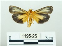 黃肩奇蛾藏品圖，第2張